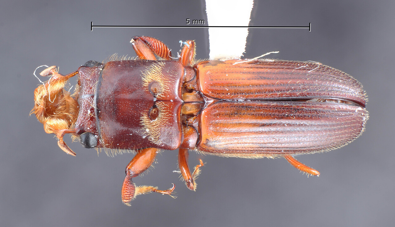 Genus / Species: Amplioscapus mirabilis | Image Author: TH Atkinson | Location: Perú, Loreto, Campamento San Jacinto | Collection: Zoology Collections