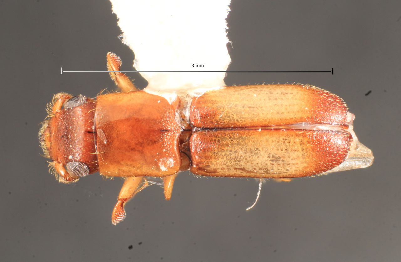 Genus / Species: Megaplatypus tiriosensis | Image Author: TH Atkinson | Location: Brazil, Roraima, Canta | Collection: Faculdade de Engenharia