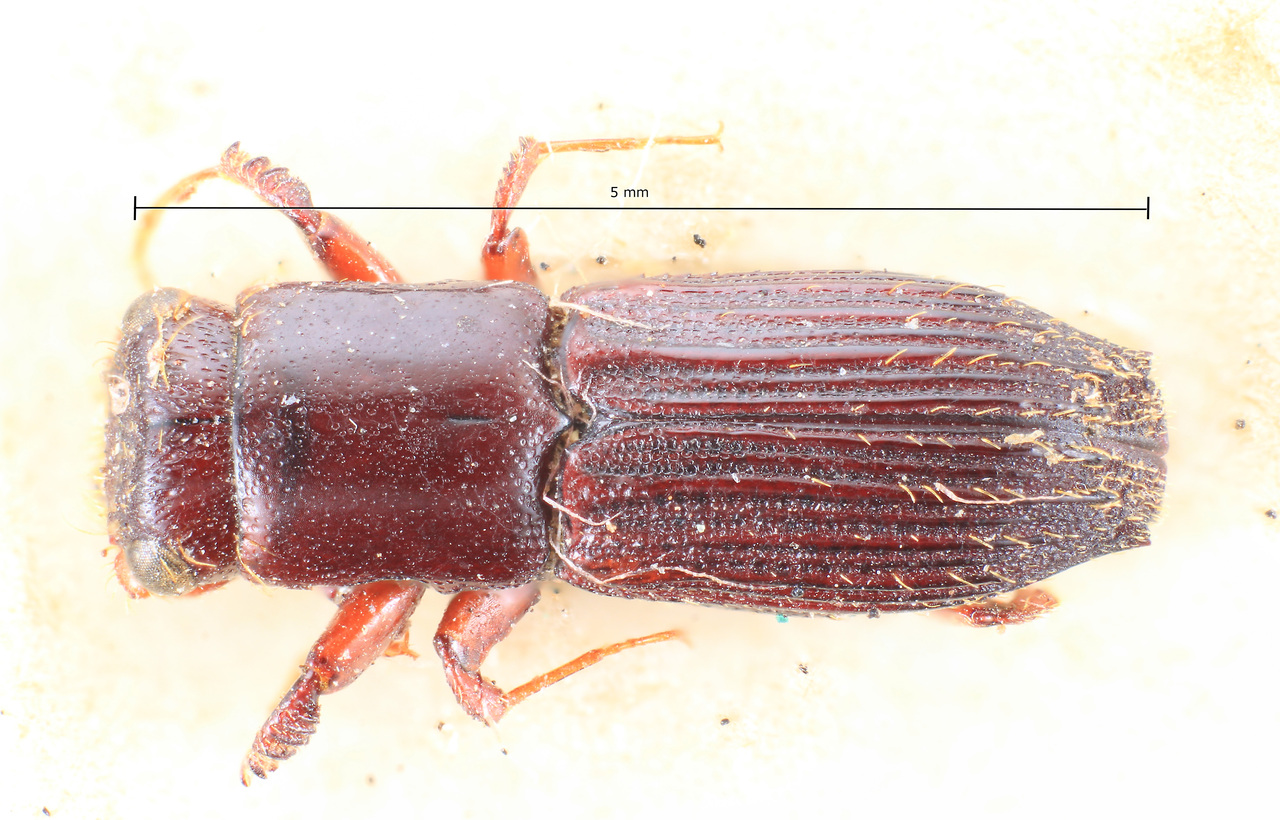 Genus / Species: Megaplatypus caravanis | Image Author: TH Atkinson | Location: Bolivia, La Paz, Caranavi | Image Type: paratype | Collection: Museo de la Plata