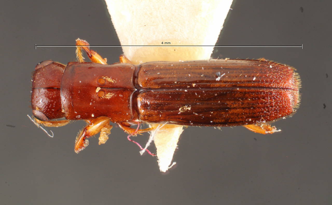 Genus / Species: Epiplatypus complanus | Image Author: TH Atkinson | Location: Brazil, Santa Catarina, Nova Teutonia | Image Type: paratype | Collection: Naturhistorisches Museum Wien