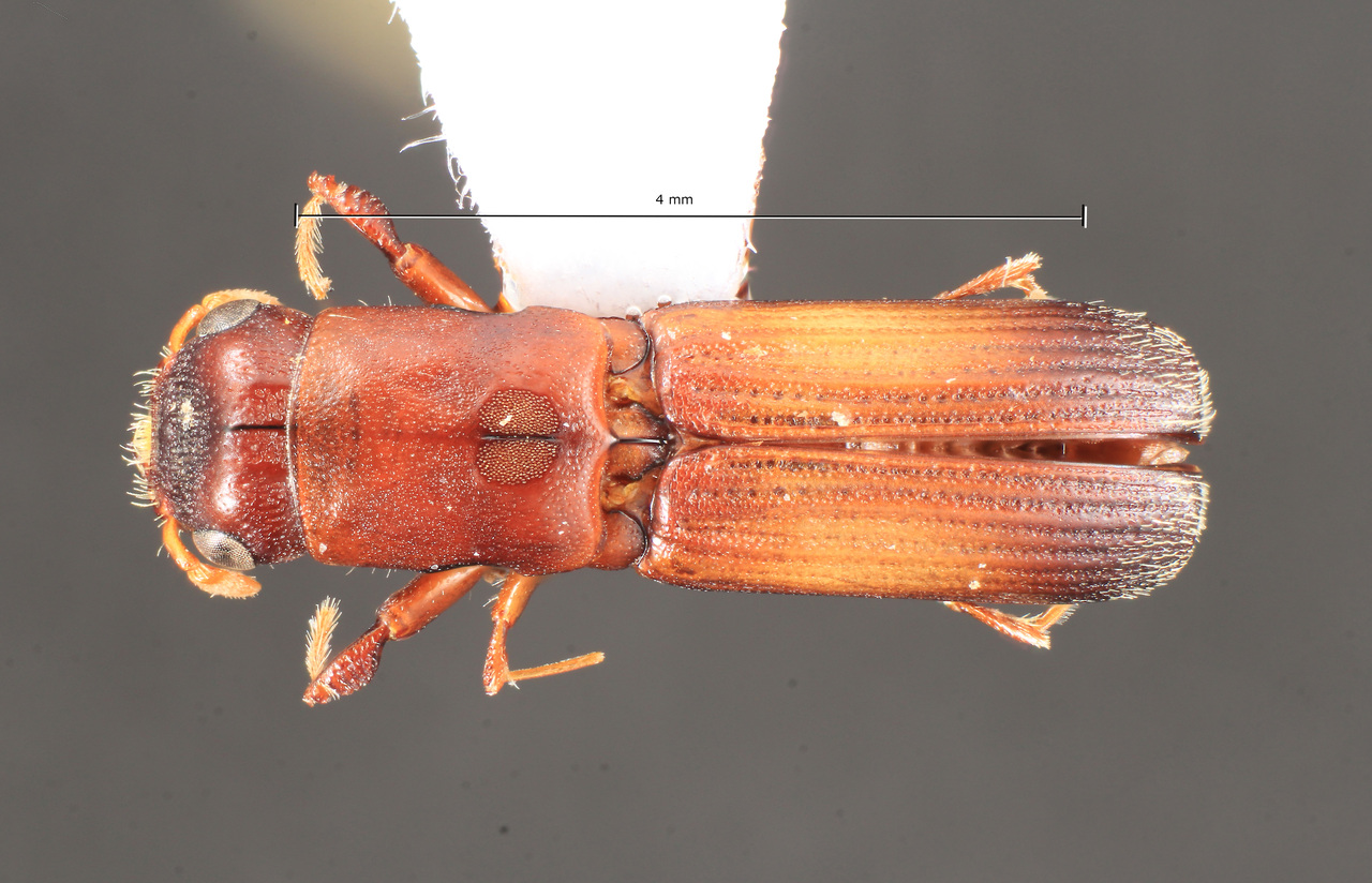 Genus / Species: Platypus cylindrus | Image Author: TH Atkinson | Location: Portugal, Portugal (country / region) | Collection: University of Texas Insect Collection