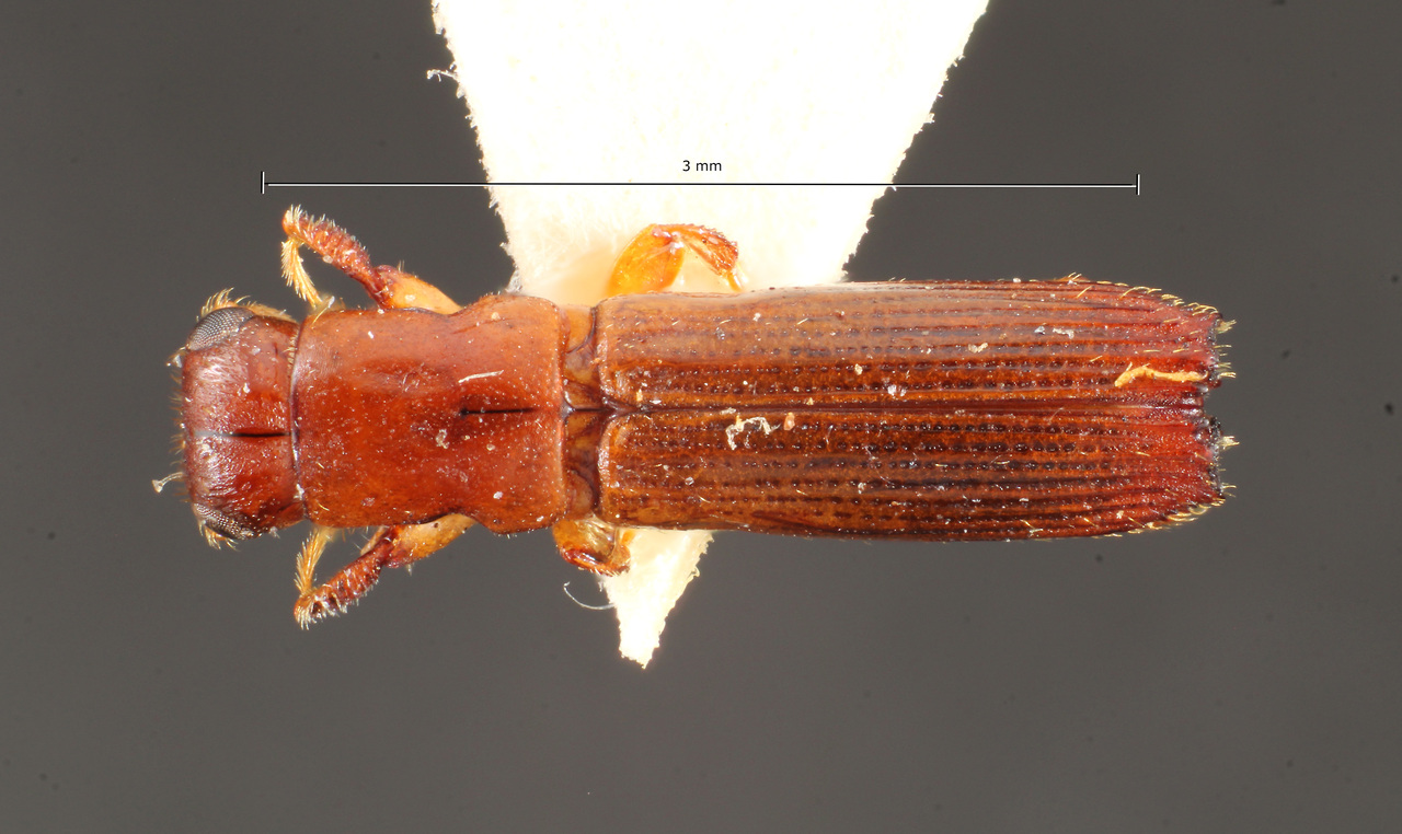 Genus / Species: Epiplatypus insculptus | Image Author: TH Atkinson | Location: Brazil, Santa Catarina, Nova Teutonia | Image Type: paratype | Collection: Naturhistorisches Museum Wien