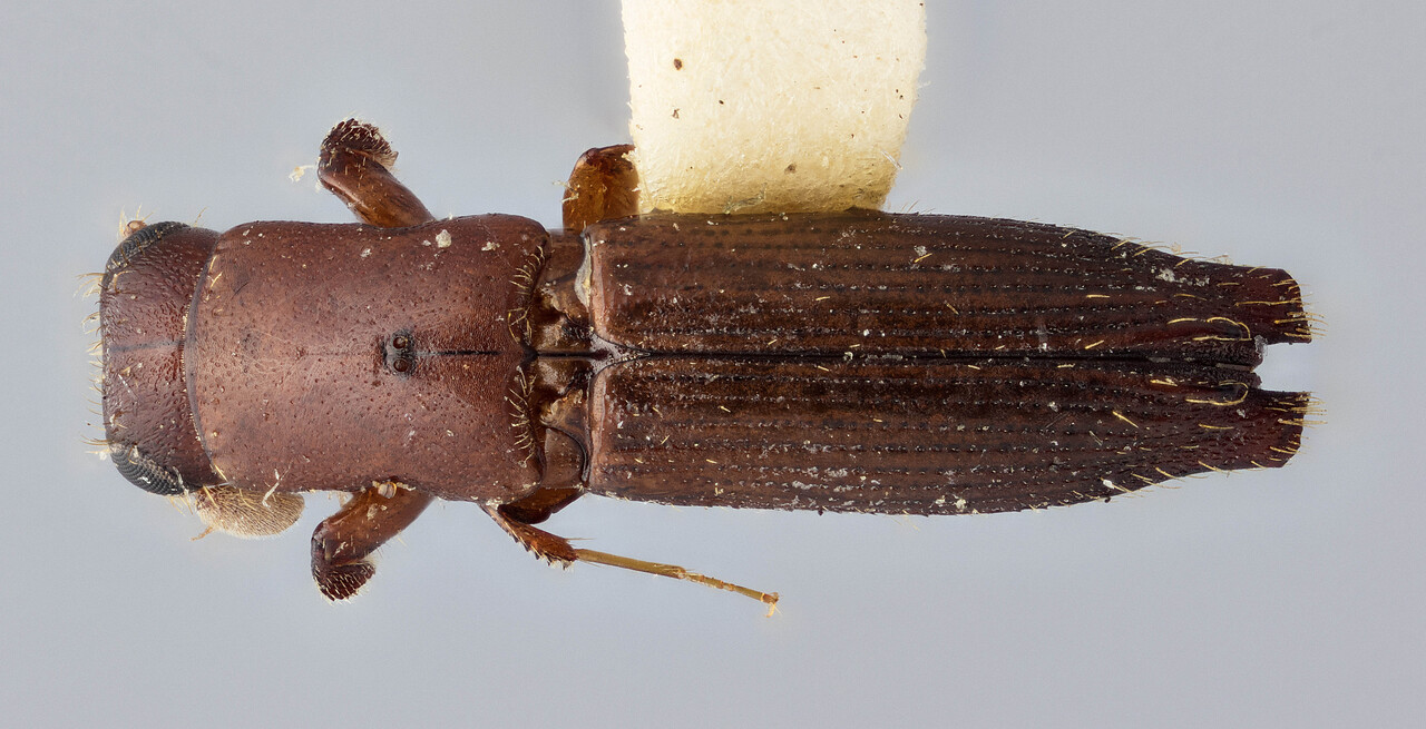 Genus / Species: Euplatypus jamaicencis | Image Author: J Buffam | Location: Jamaica, Hardwar Gap | Image Type: holotype | Collection: Canadian National Collection of Insects, Arachnids and Nematodes