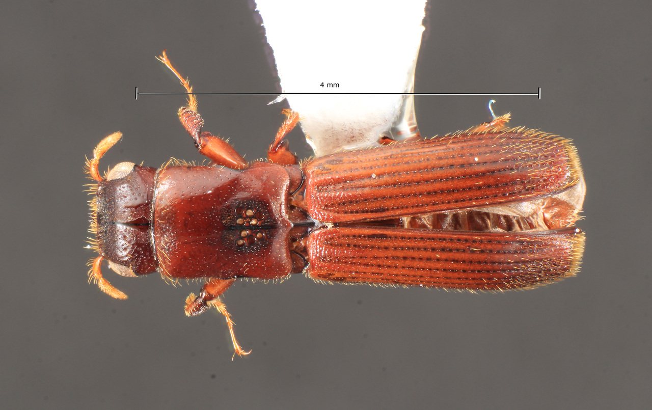 Genus / Species: Platypus koryoensis | Image Author: TH Atkinson | Location: South Korea, Gyeongsangnam-do, Hamyang-gun | Collection: University of Texas Insect Collection