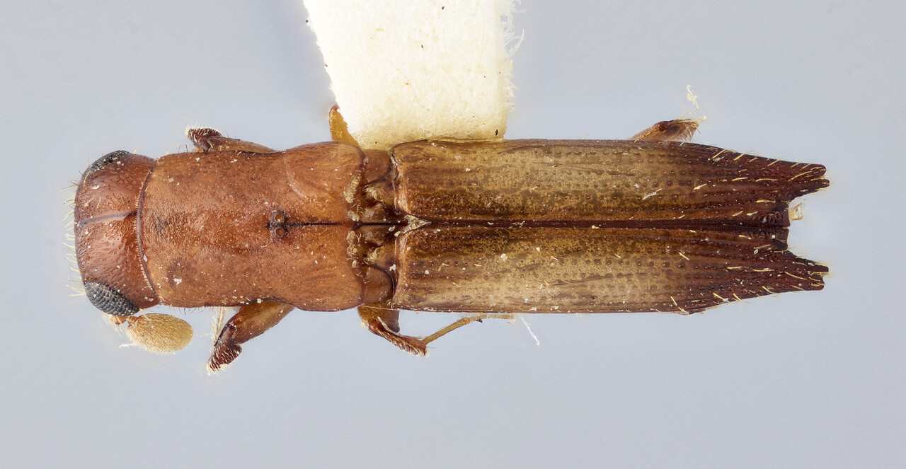 Genus / Species: Euplatypus perplexus | Image Author: J Buffam | Location: Jamaica, Good Hope | Image Type: holotype | Collection: Canadian National Collection of Insects, Arachnids and Nematodes