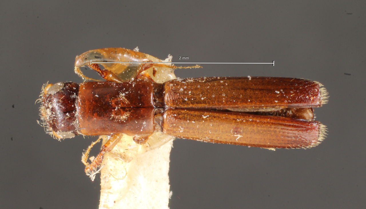 Genus / Species: Epiplatypus propinquus | Image Author: TH Atkinson | Location: Brazil, Santa Catarina, Nova Teutonia | Image Type: paratype | Collection: Naturhistorisches Museum Wien