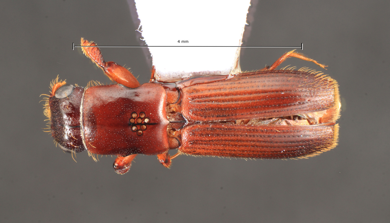 Genus / Species: Platypus quercivorus | Image Author: TH Atkinson | Location: Japan, Ishikawa, Ichiro, Hakusan | Collection: University of Texas Insect Collection