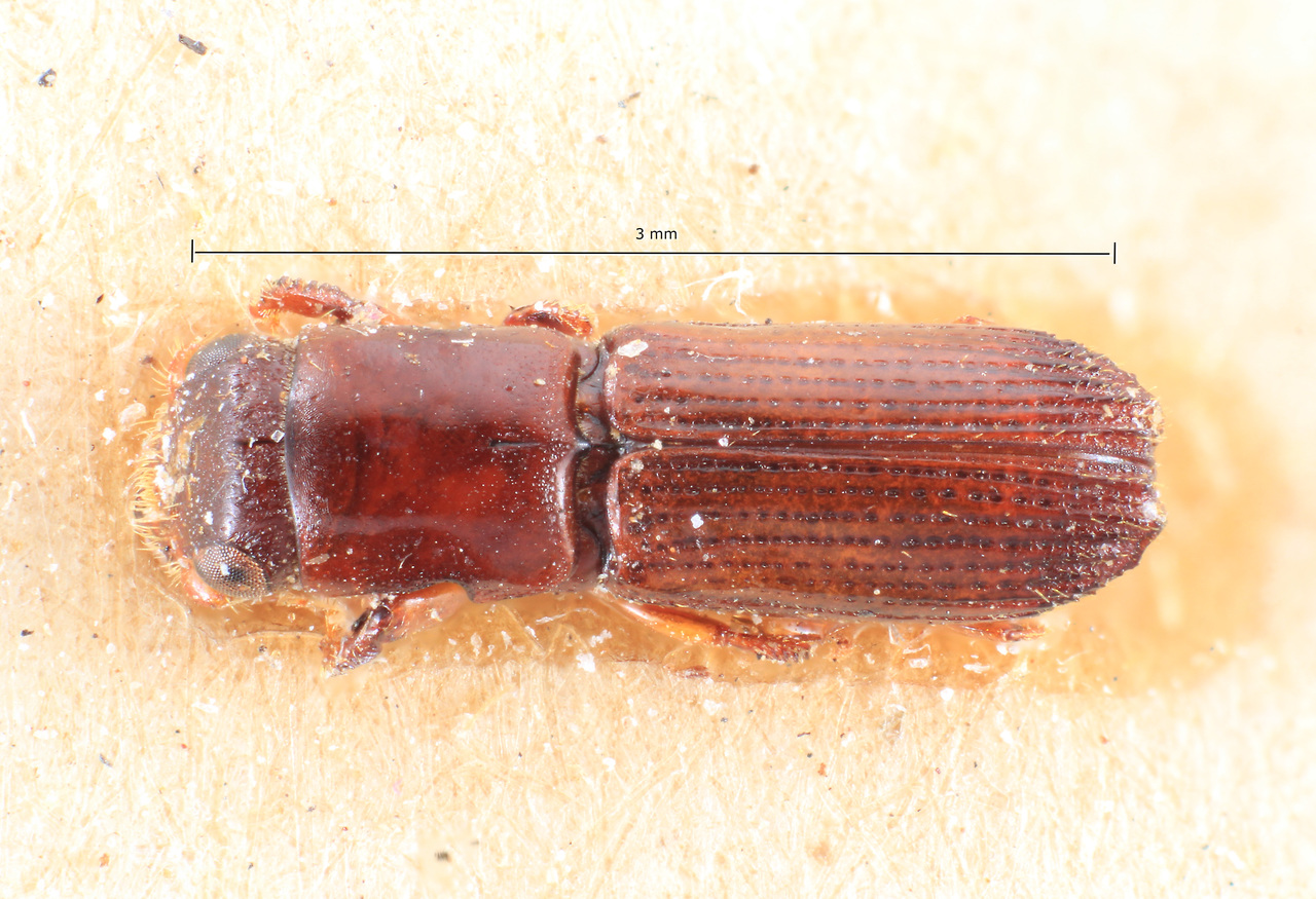 Genus / Species: Teloplatypus striatopennis | Image Author: TH Atkinson | Location: Argentina, Misiones, Santa Maria | Image Type: syntype | Collection: Museo de la Plata