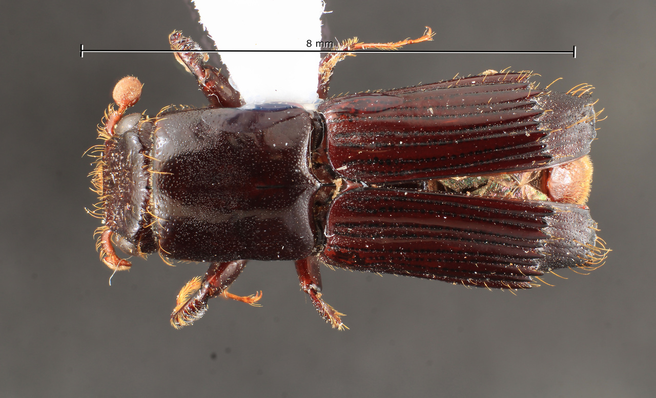 Genus / Species: Platypus subaequalispinosus | Image Author: TH Atkinson | Location: Brazil, Amapá, Tartarugalzinho | Collection: Faculdade de Engenharia