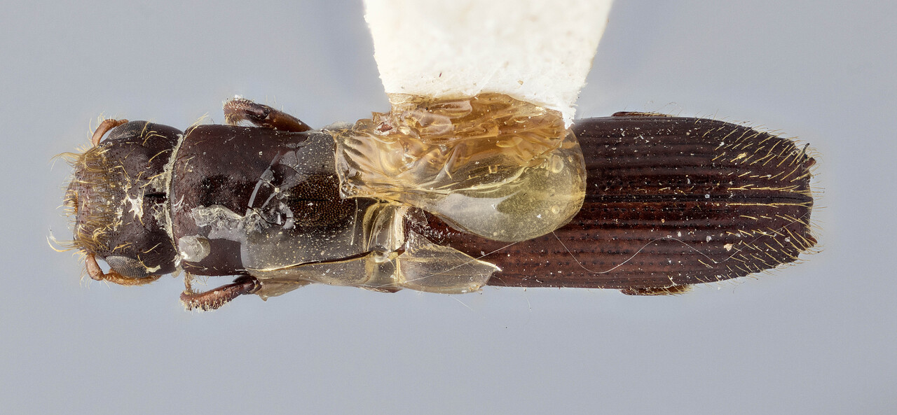 Genus / Species: Treptoplatypus wilsoni | Image Author: J Buffam | Location: Canada, British Columbia, Campbell River | Image Type: holotype | Collection: Canadian National Collection of Insects, Arachnids and Nematodes