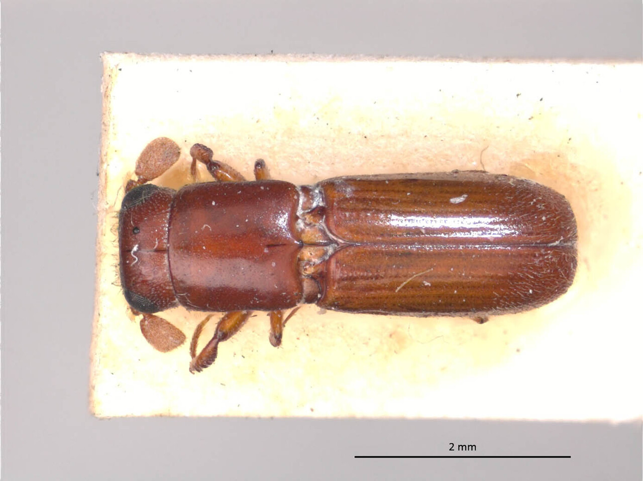 Genus / Species: Costaroplatus pulcher | Image Author: LR Kirkendall | Location: Brazil, unknown, Brazil (country / region) | Image Type: holotype | Collection: British Museum (Natural History)