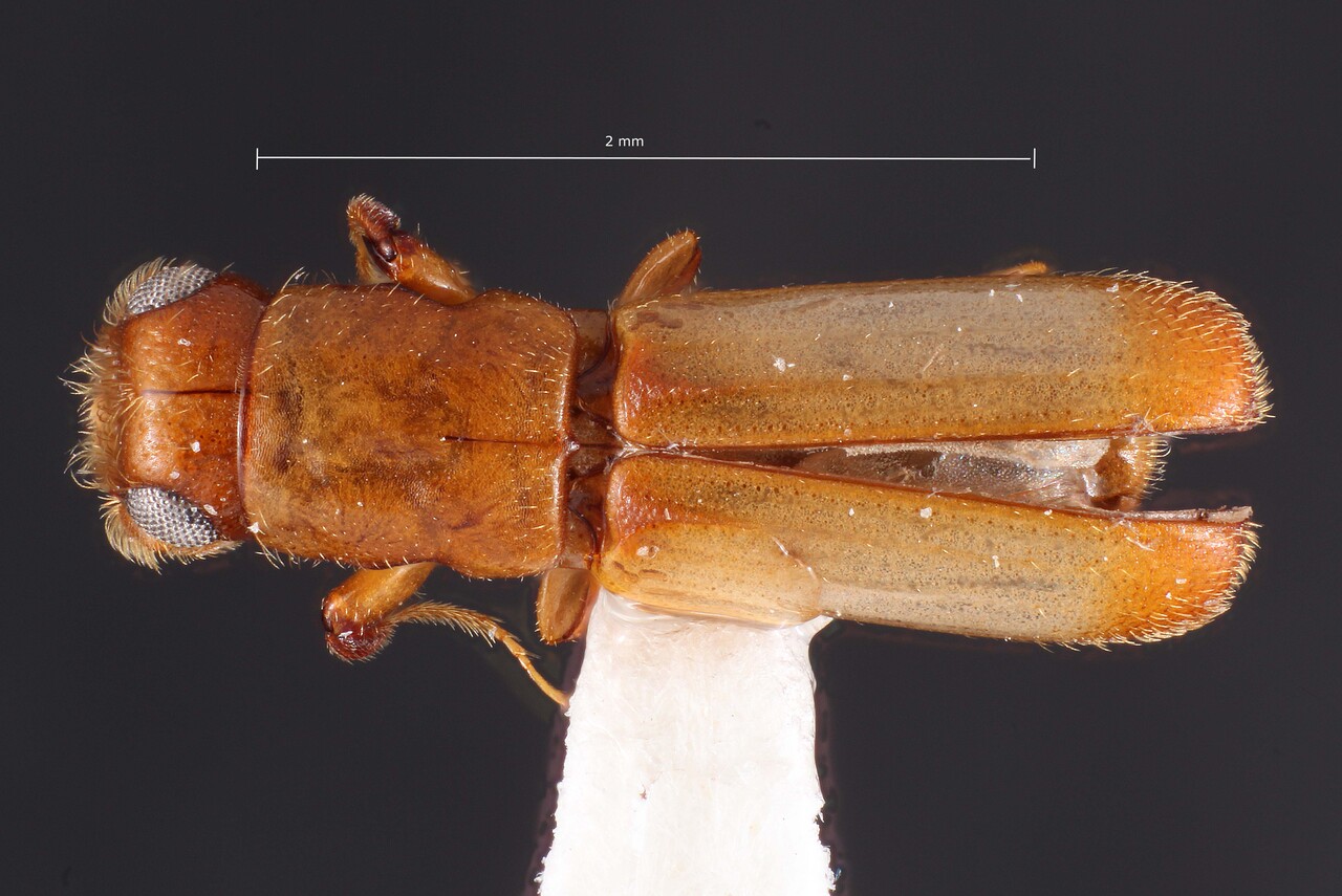 Genus / Species: Costaroplatus carinulatus | Image Author: TH Atkinson | Location: Perú, Loreto, Iquitos, 80 km N, Explorama Lodge, Rio Yanamano, 1 km jct Am | Collection: Florida State Collection of Arthropods