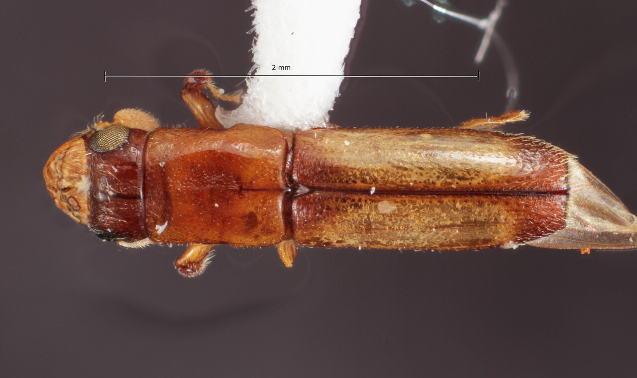 Genus / Species: Costaroplatus roppai | Image Author: TH Atkinson | Location: Belize, Orange Walk, La Milpa Field Stat. | Image Type: holotype | Collection: Louisiana State Arthropod Museum