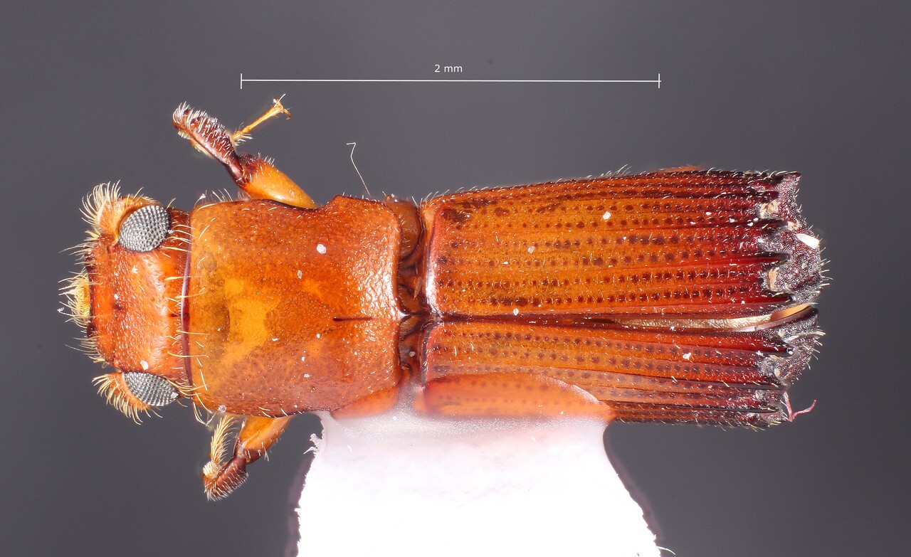 Genus / Species: Costaroplatus manus | Image Author: TH Atkinson | Location: Perú, San Martín, Moyabamba, vic. Ecológico 'Rumbipata' | Collection: Florida State Collection of Arthropods
