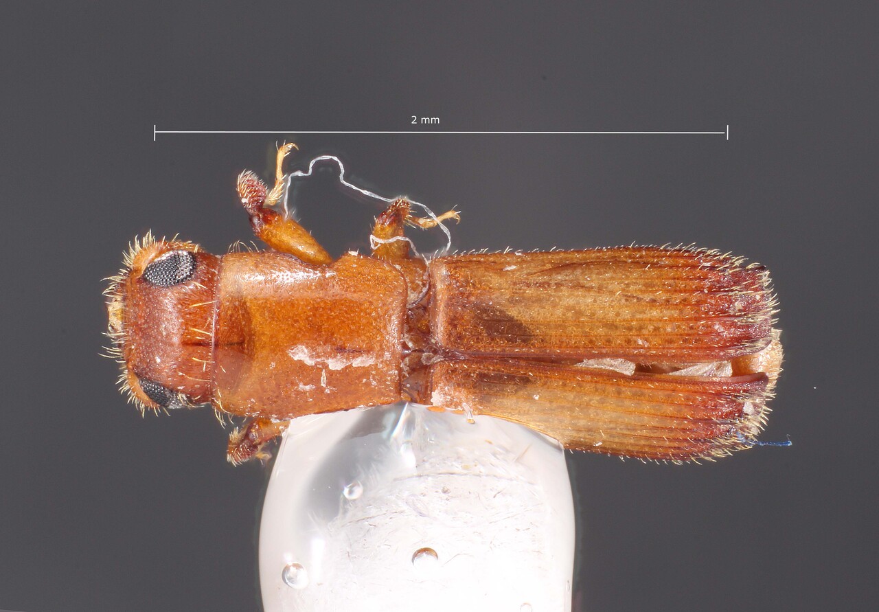 Genus / Species: Costaroplatus pusillimus | Image Author: TH Atkinson | Location: Perú, Madre de Dios, Rio Tambopata Res. | Collection: Cornell University Insect Collection