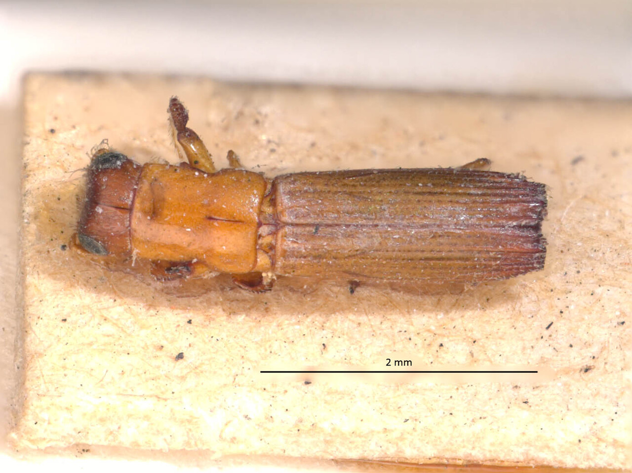 Genus / Species: Epiplatypus sallei | Image Author: LR Kirkendall | Location: Colombia, unknown, Colombia (country / region) | Image Type: holotype | Collection: British Museum (Natural History)