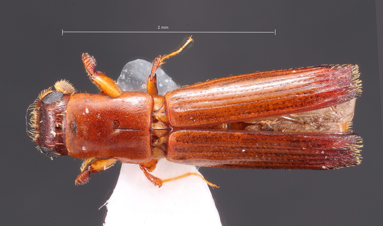 Genus / Species: Epiplatypus annexus | Image Author: TH Atkinson | Location: Nicaragua, Rio Frio | Collection: Snow Entomological Museum, Univ. Kansas