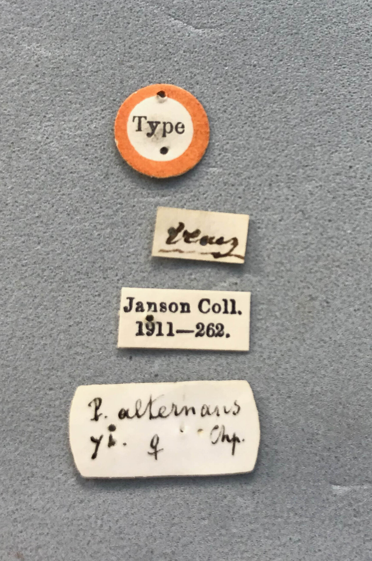 Genus / Species: Euplatypus alternans | Image Author: LR Kirkendall | Location: Venezuela, unknown, Venezuela (country / region) | Image Type: syntype | Collection: British Museum (Natural History)