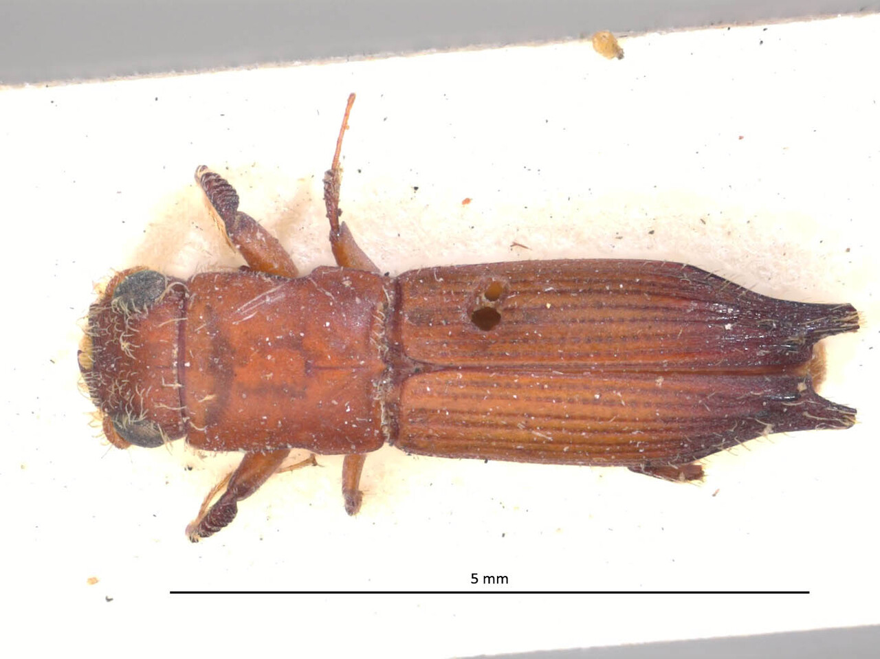 Genus / Species: Euplatypus haagi | Image Author: LR Kirkendall | Location: México, Veracruz, Tuxpan | Image Type: syntype | Collection: British Museum (Natural History)