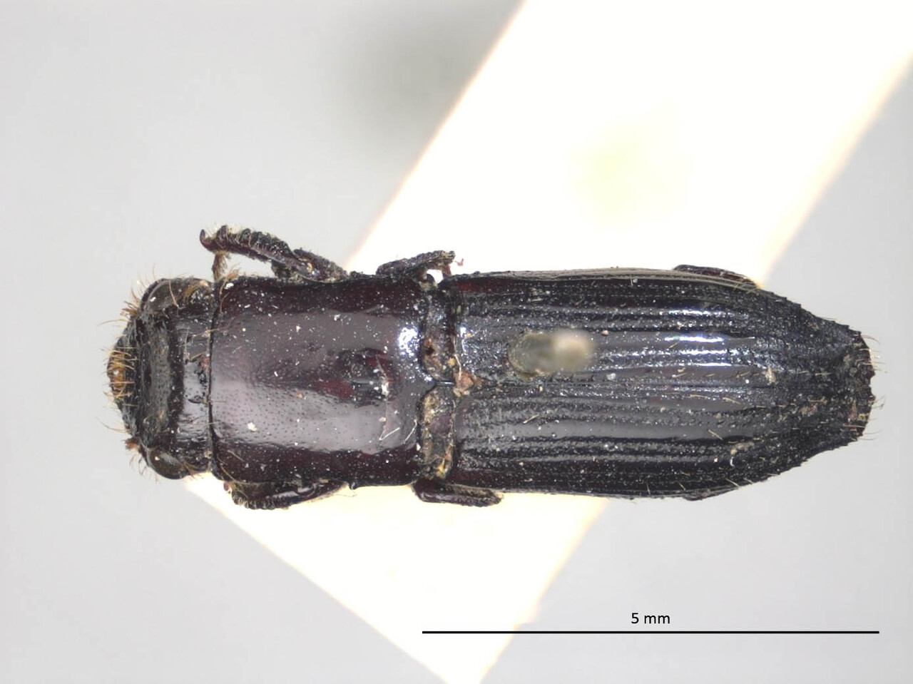 Genus / Species: Megaplatypus robustus | Image Author: LR Kirkendall | Location: Venezuela, unknown, Venezuela (country / region) | Image Type: holotype | Collection: British Museum (Natural History)