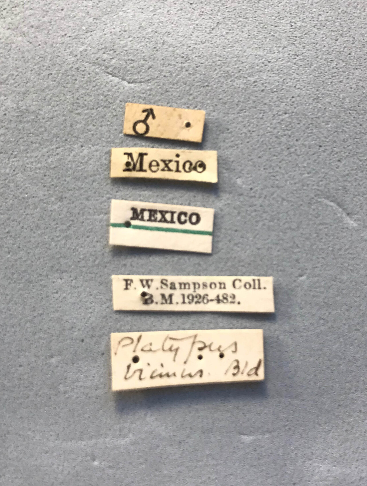 Genus / Species: Euplatypus vicinus | Image Author: LR Kirkendall | Location: México, unknown, Mexico (country / region) | Image Type: holotype | Collection: British Museum (Natural History)