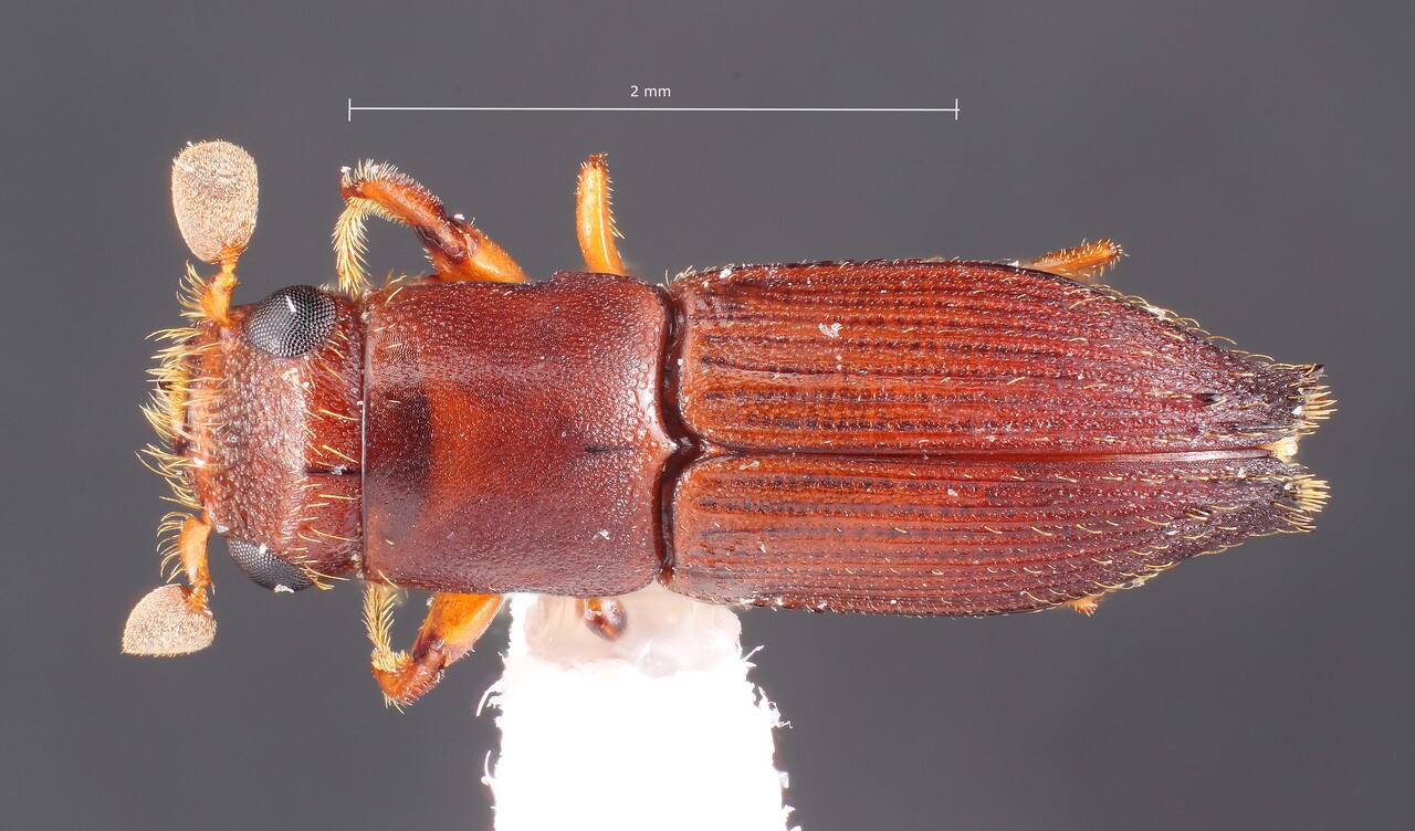 Genus / Species: Euplatypus cribricollis | Image Author: TH Atkinson | Location: Fr. Guiana, Les Eaux Claires, 7 km N Saül | Collection: L.R. Kirkendall Collection