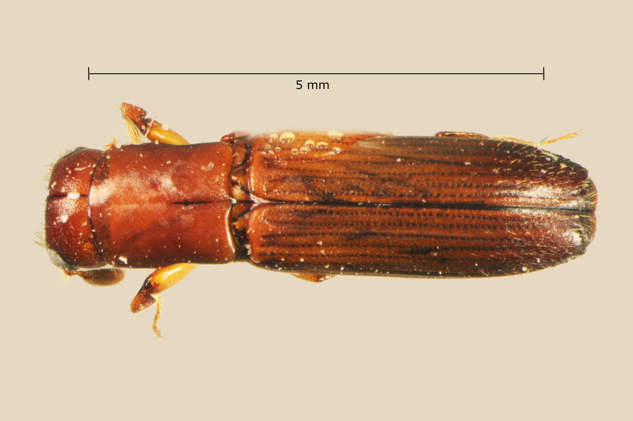Genus / Species: Euplatypus longius | Image Author: TH Atkinson | Location: México, Morelos, Sto. Domingo Ocotitlan | Collection: Centro de Entomología y Acarología