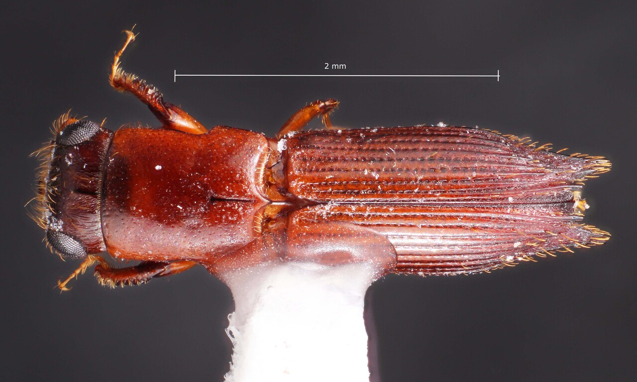Genus / Species: Euplatypus segnis | Image Author: TH Atkinson | Location: Costa Rica, Puntarenas, Piro Biol. Sta. Osa Conservacion | Collection: University of Texas Insect Collection