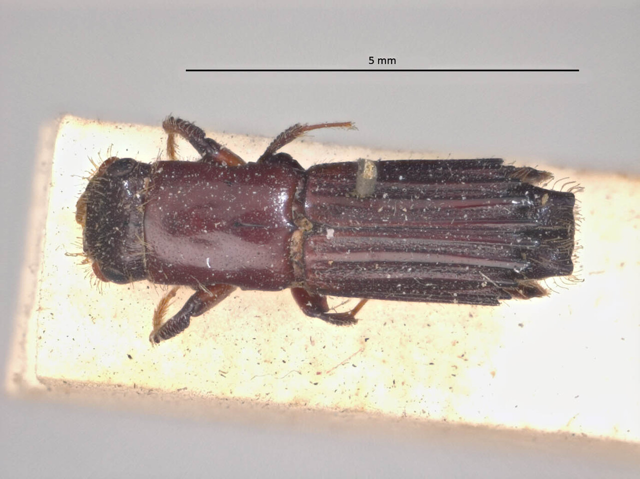 Genus / Species: Megaplatypus auritus | Image Author: LR Kirkendall | Location: México, Veracruz, Tuxpan | Image Type: syntype | Collection: British Museum (Natural History)