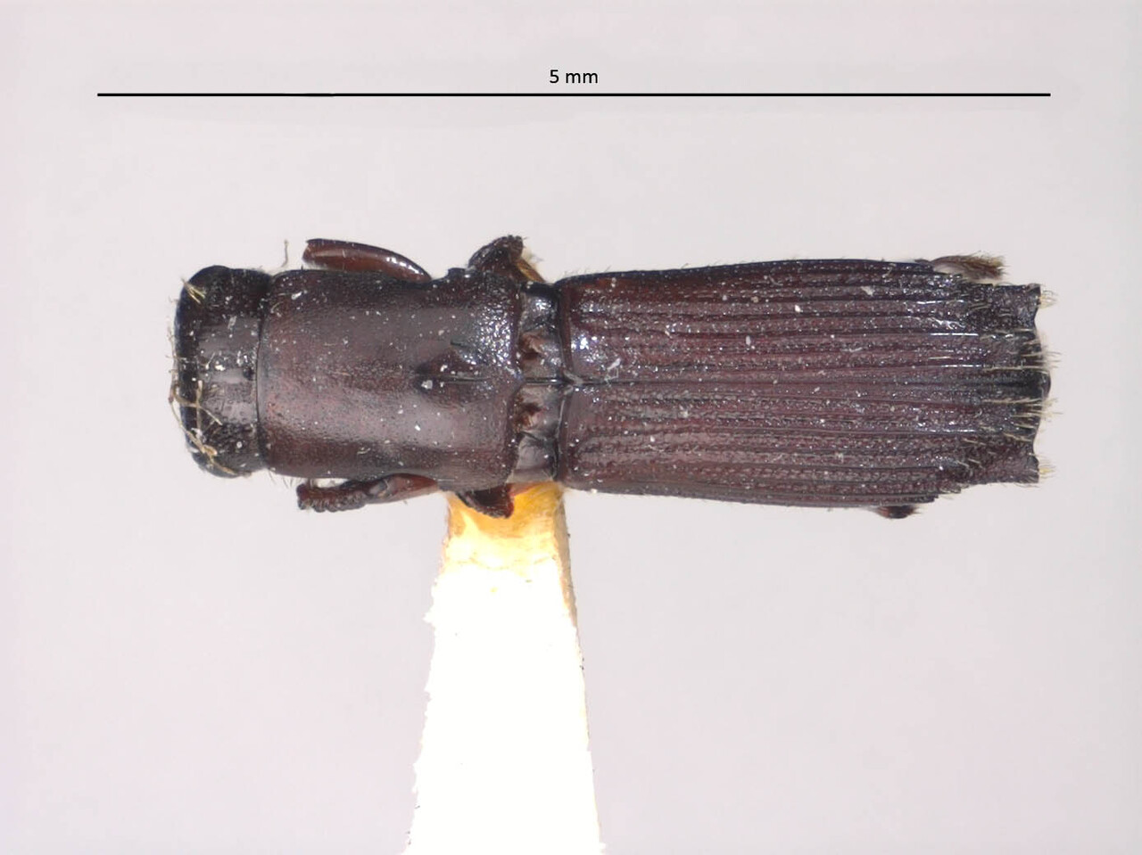 Genus / Species: Megaplatypus costipennis | Image Author: LR Kirkendall | Location: México, unknown, Mexico (country / region) | Image Type: holotype | Collection: British Museum (Natural History)