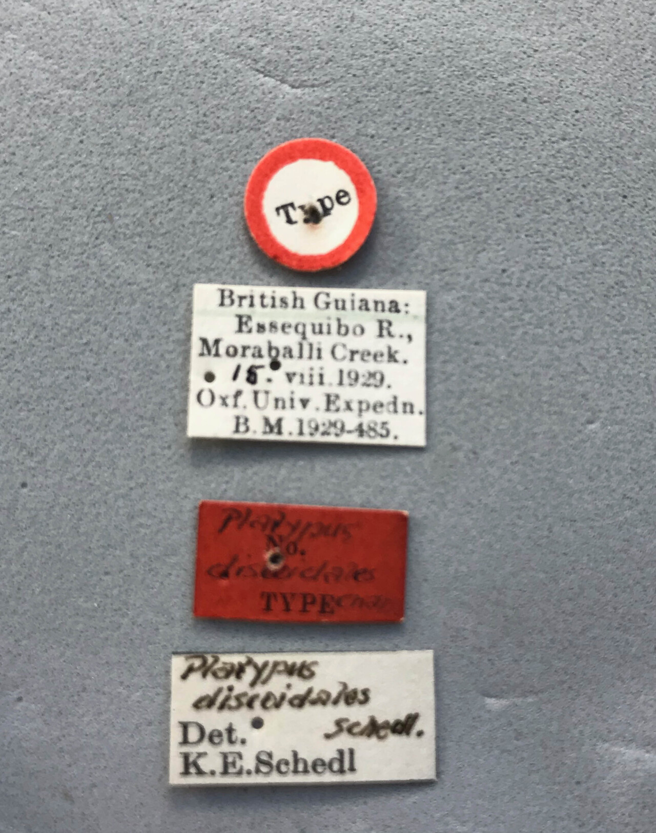 Genus / Species: Megaplatypus discoidalis | Image Author: LR Kirkendall | Location: Guyana, unknown, Guyana (country / region) | Image Type: holotype | Collection: British Museum (Natural History)