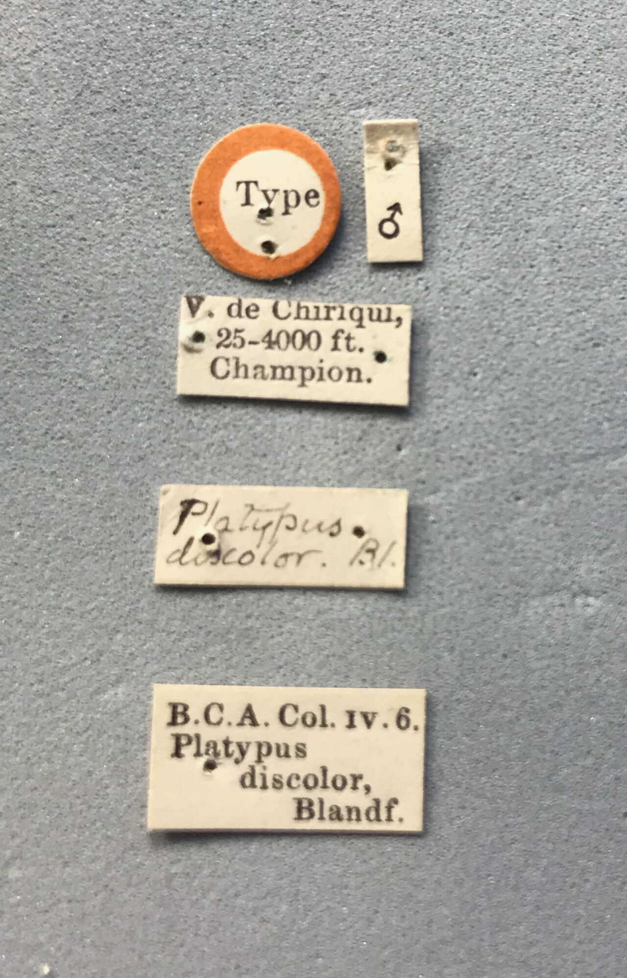Genus / Species: Megaplatypus discolor | Image Author: LR Kirkendall | Location: Panamá, Chiriquí, Volcán de Chiriqui | Image Type: holotype | Collection: British Museum (Natural History)