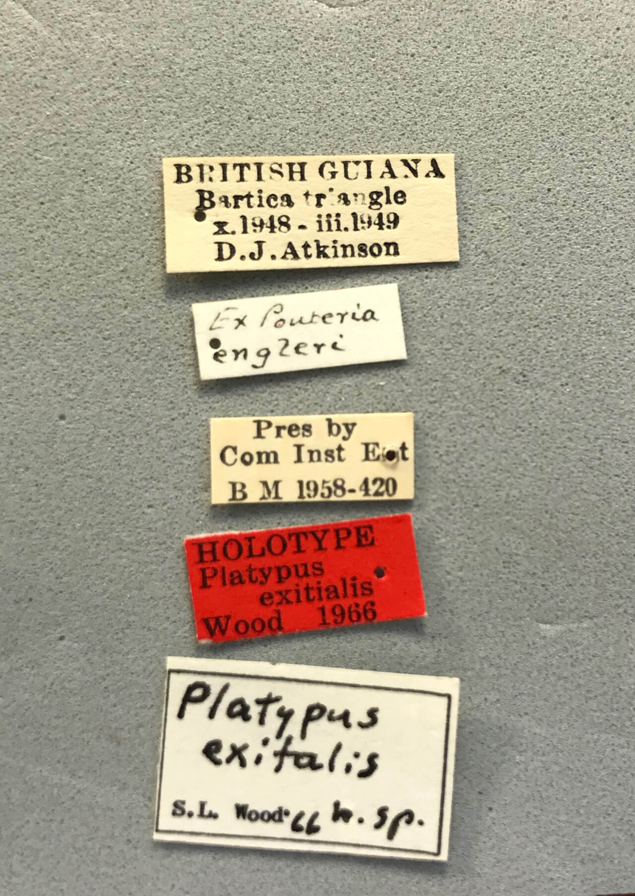 Genus / Species: Megaplatypus exitialis | Image Author: LR Kirkendall | Location: Guyana, Bartica triangle | Image Type: holotype | Collection: British Museum (Natural History)