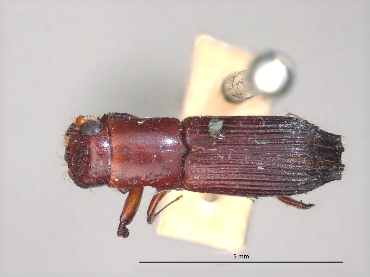 Genus / Species: Megaplatypus fuscus | Image Author: LR Kirkendall | Location: Brazil, Amazonas, Tefé | Image Type: syntype | Collection: British Museum (Natural History)