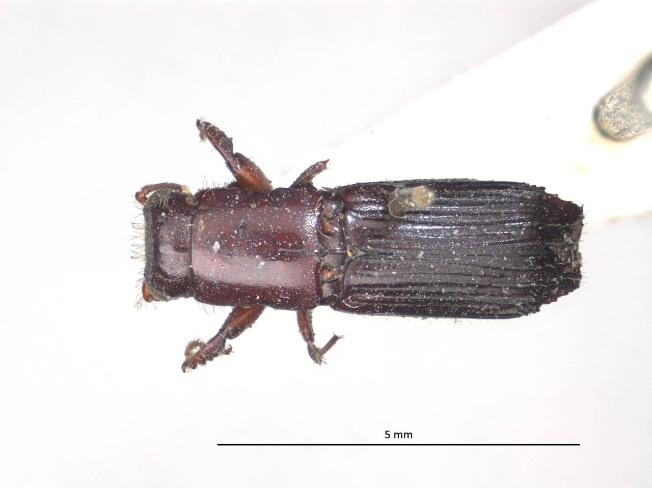 Genus / Species: Megaplatypus quinquecostatus | Image Author: LR Kirkendall | Location: México, Veracruz, Tuxpan | Image Type: syntype | Collection: British Museum (Natural History)