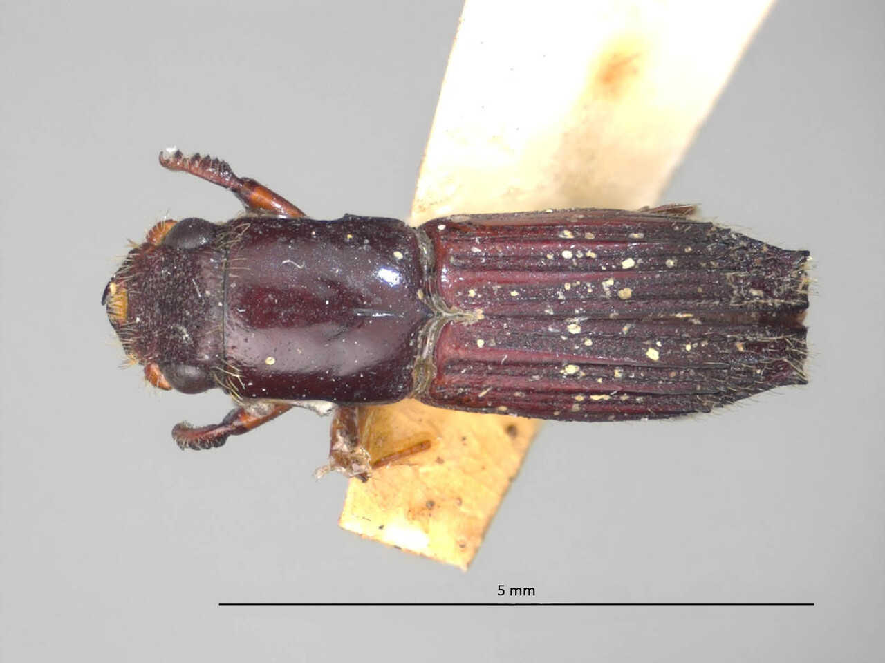 Genus / Species: Megaplatypus sexcostatus | Image Author: LR Kirkendall | Location: Brazil, unknown, Brazil (country / region) | Image Type: holotype | Collection: Museum National d'Histoire Naturelle