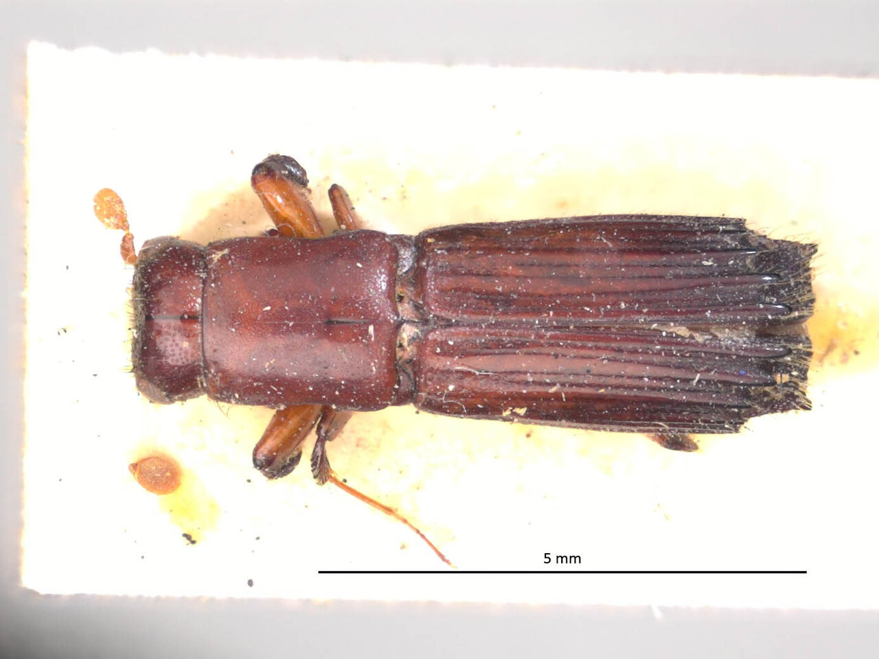 Genus / Species: Megaplatypus umbonatus | Image Author: LR Kirkendall | Location: Guatemala, Quetzaltenango, Cerro Zunil | Image Type: holotype | Collection: British Museum (Natural History)