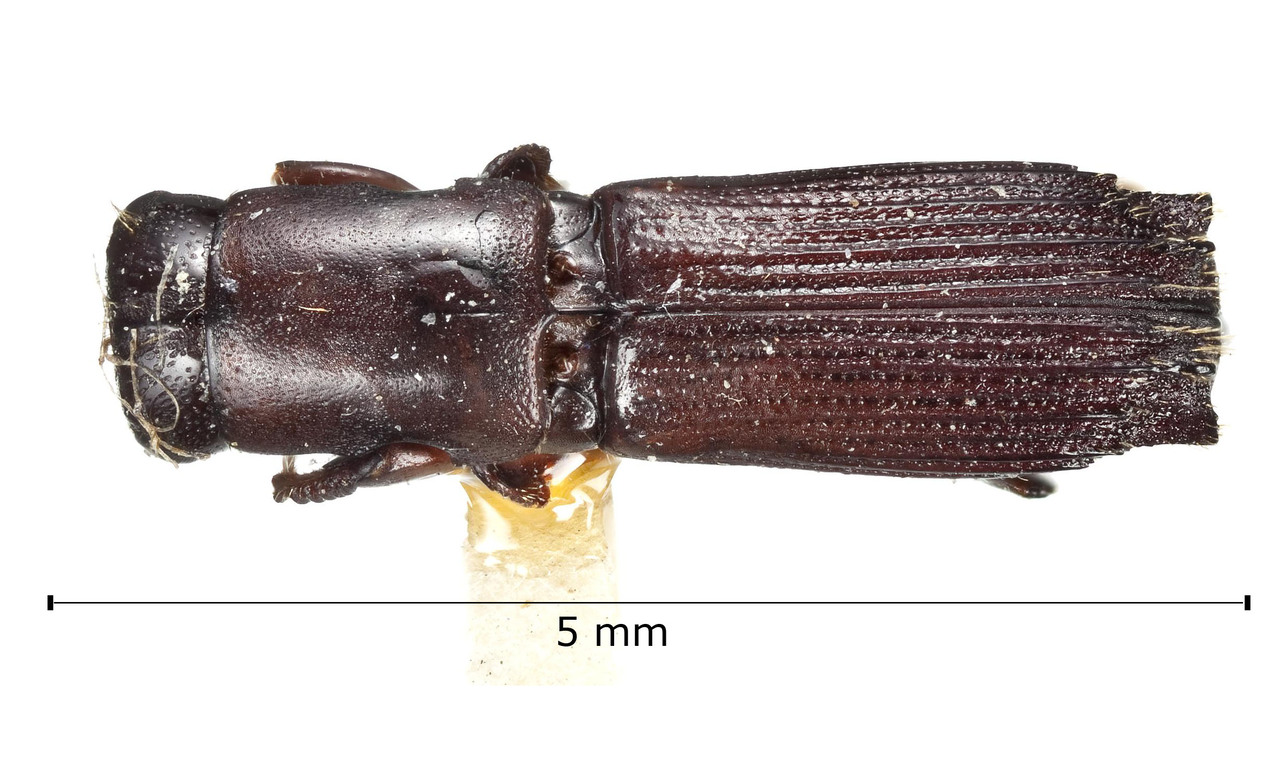 Genus / Species: <i>Megaplatypus costipennis</i> | Image Author: Harry Taylor | Location: México, unknown, Mexico (country / region) | Image Type: holotype | Collection: British Museum (Natural History)