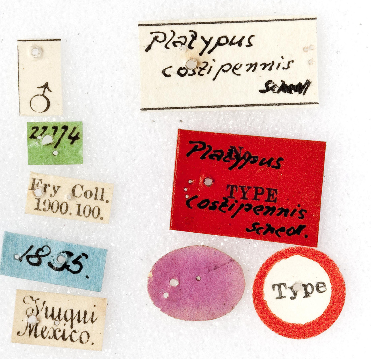 Genus / Species: <i>Megaplatypus costipennis</i> | Image Author: Harry Taylor | Location: México, unknown, Mexico (country / region) | Image Type: holotype | Collection: British Museum (Natural History)