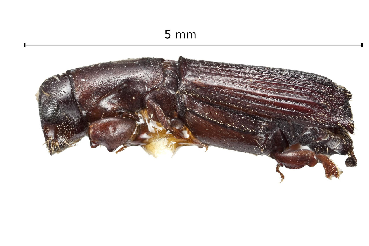 Genus / Species: <i>Megaplatypus costipennis</i> | Image Author: Harry Taylor | Location: México, unknown, Mexico (country / region) | Image Type: holotype | Collection: British Museum (Natural History)