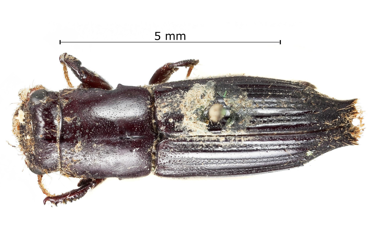 Genus / Species: Megaplatypus lafertei | Image Author: Harry Taylor | Location: Colombia, unknown, Colombia (country / region) | Image Type: syntype | Collection: British Museum (Natural History)