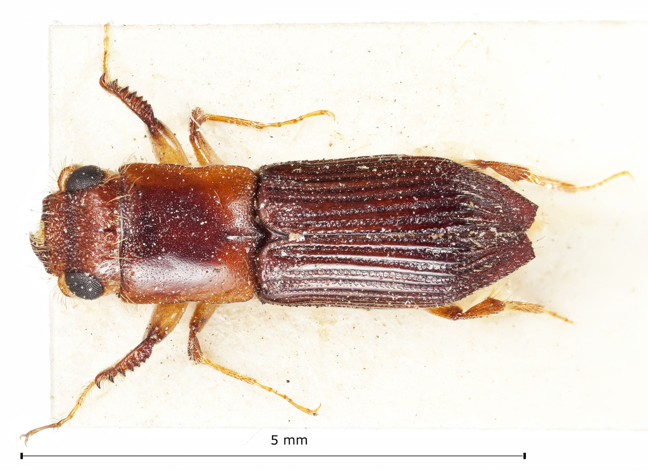 Genus / Species: Megaplatypus limbatus | Image Author: Harry Taylor | Location: México, Veracruz, Tuxpan | Image Type: holotype | Collection: British Museum (Natural History)