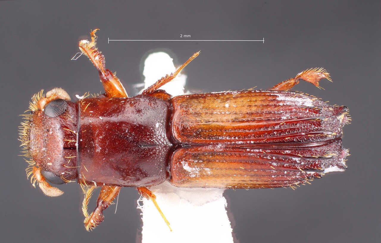 Genus / Species: Megaplatypus exitiosus | Image Author: TH Atkinson | Location: Fr. Guiana, Les Eaux Claires, 7 km N Saül | Collection: L.R. Kirkendall Collection