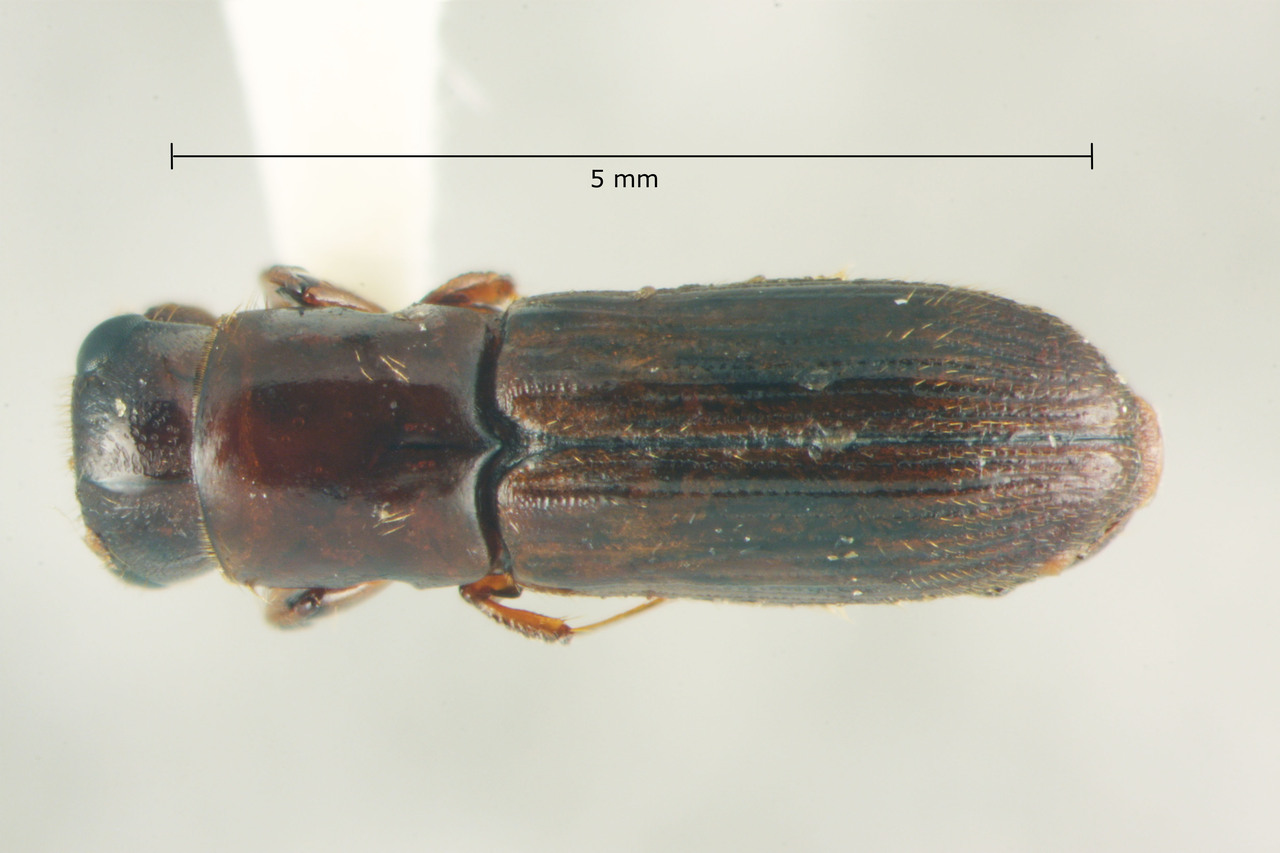 Genus / Species: Megaplatypus occipitalis | Image Author: TH Atkinson | Location: Honduras, Olancho, Parque Nal. La Muralla | Collection: University of Texas Insect Collection