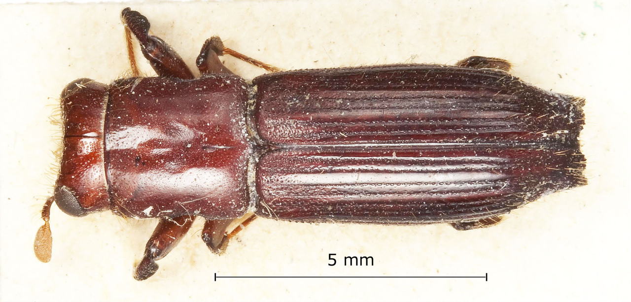 Genus / Species: Megaplatypus salvini | Image Author: Harry Taylor | Location: Guatemala, Quetzaltenango, Cerro Zunil | Image Type: holotype | Collection: British Museum (Natural History)