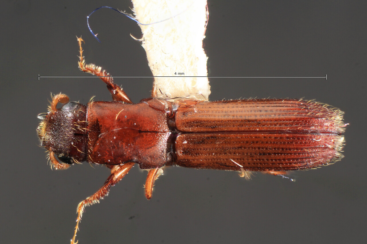 Genus / Species: Myoplatypus quadricornis | Image Author: TH Atkinson | Location: Honduras, Olancho, Parque Nac. la Muralla | Collection: Entomology