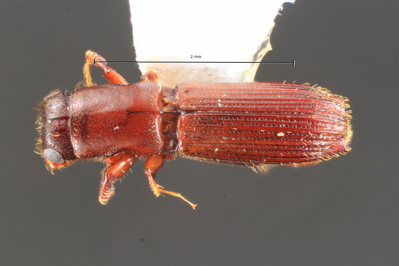 Genus / Species: Myoplatypus nicaraguensis | Image Author: TH Atkinson | Location: Nicaragua, Estelí, La Almaciguera | Collection: Entomology