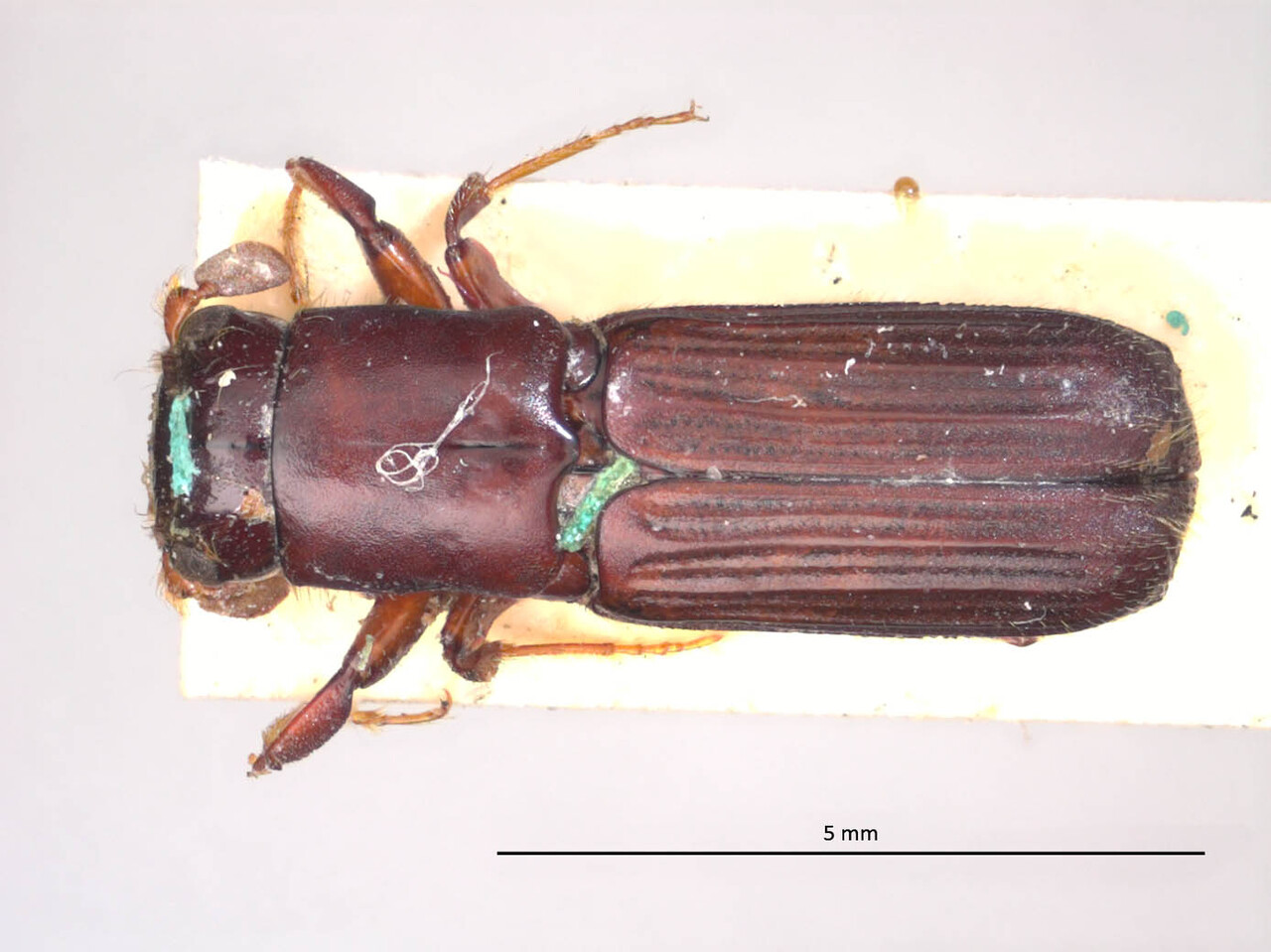Genus / Species: Neotrachyostus abbreviatus | Image Author: LR Kirkendall | Location: Brazil, unknown, Brazil (country / region) | Image Type: holotype | Collection: British Museum (Natural History)
