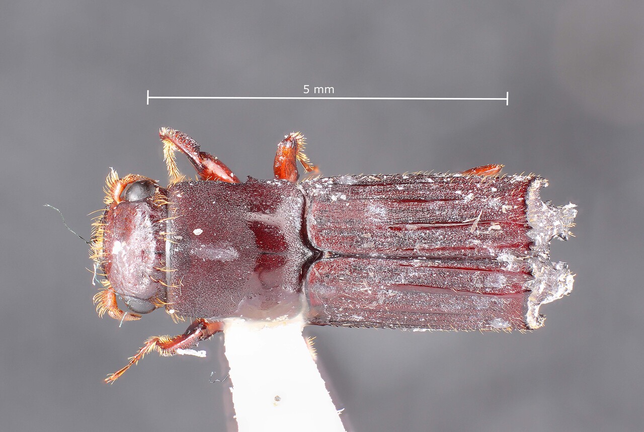 Genus / Species: Neotrachyostus distinctus | Image Author: TH Atkinson | Location: Fr. Guiana, Les Eaux Claires, 7 km N Saül | Collection: L.R. Kirkendall Collection
