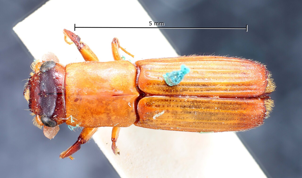 Genus / Species: Neotrachyostus fuscifrons | Image Author: TH Atkinson | Location: Brazil, Amazonas, Tefé | Image Type: holotype | Collection: British Museum (Natural History)